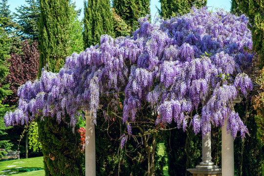 Beautiful purple wisteria flowers