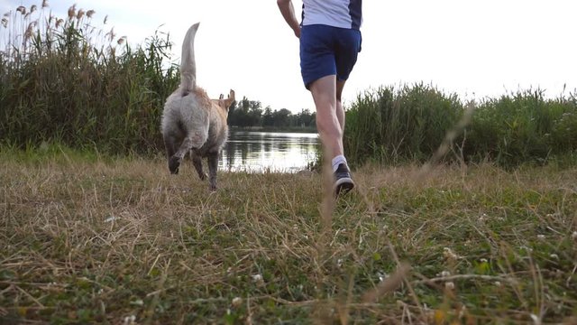 Young man throws stick to his dog into the lake. Labrador or golden retriever going to fetch wooden stick from water. Male owner playing with domestic animal outdoor at nature. Slow motion