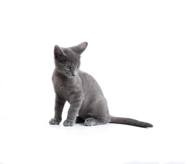Young, sitting gray cat on a white background