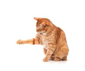 Red cat on a white background with outstretched paw