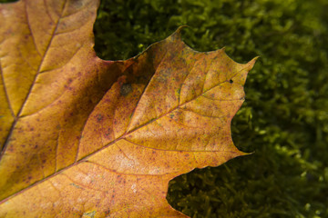 Fototapeta na wymiar Brown maple leaf