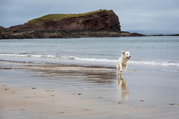 White Golden Retriever frolics on a beach