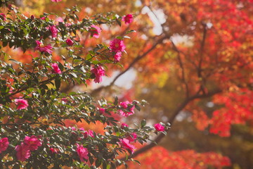 紅葉の前に咲いた山茶花