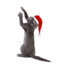 Gray kitten on a white background in Santa's red cap trying to catch something