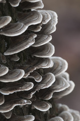 Trametes versicolor