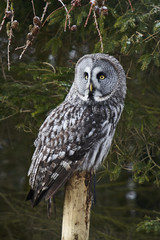 Great grey Owl