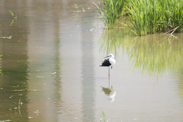 Natural ecology of birds