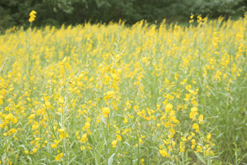 flower and leaf on blurred yellow background