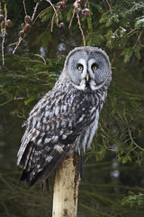 Great grey Owl
