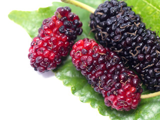 Group of mulberries with a leaves isolated on white background. Mulberry this a fruit and can be eaten.