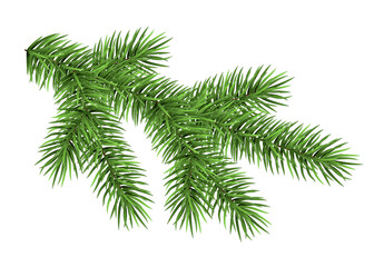 Spruce branch isolated on white background.