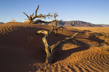 Dead camel thorn trees in the sand