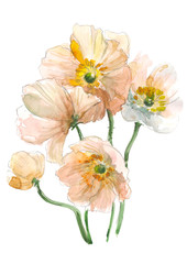 Yellow pink poppy flower. Watercolor floral illustration. Botanical decorative element. Flower concept. Botanica concept.