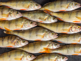 Fresh fish. Fresh river fish perch. On a black background. Top view
