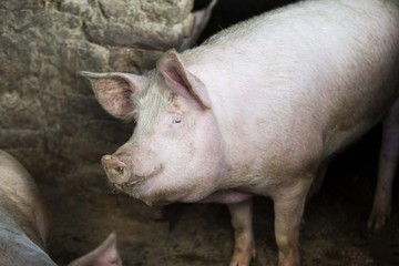 pig livestock animal