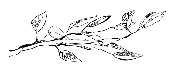 Hand drawn tree branch with leaves painted by ink. Grunge style vector illustration. Black image on white background. © Ekaterina