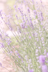 Lavender blooms on a summer day. Background of lilac color.