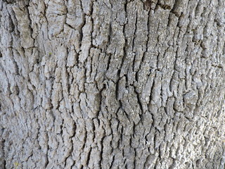Rugosidad natural