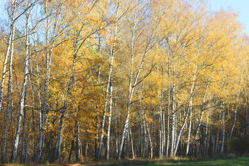 Fototapeta premium beautiful scene in yellow autumn birch forest in october