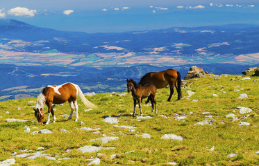 Fototapeta na wymiar Beautiful landscape with wild horses in the mountain