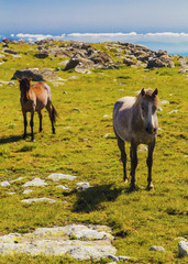 Beautiful landscape with wild horses in the mountain