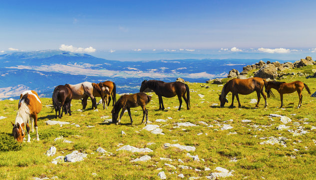 Beautiful landscape with wild horses in the mountain