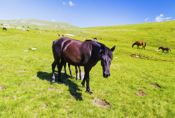 Beautiful landscape with wild horses in the mountain