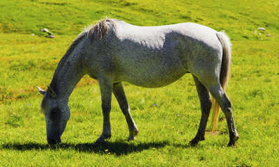 Beautiful landscape with wild horse in the mountain