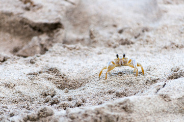 crab on the beach