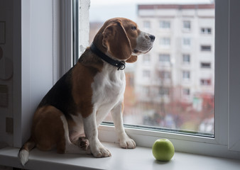 Beagle dog sitting on the windowsill and looking out the window