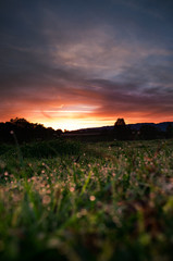 dew drops in the morning