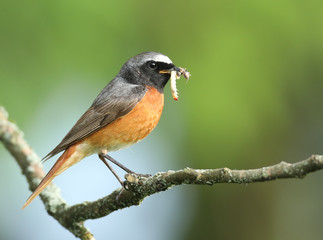 Rouge-queue à front blanc(mâle) au nourrissage.