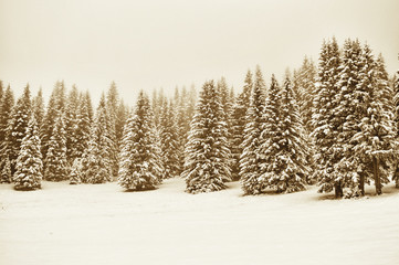 Winter forest