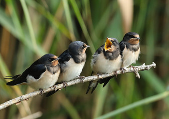 4 jeunes hirondelles dans l'attende d'être nourris! © Claude