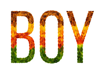 word Boy written with leaves white isolated background, banner for printing, creative illustration of colored leaves.