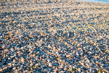 Seashells and clams on sunrise coastal sandy beach seascape