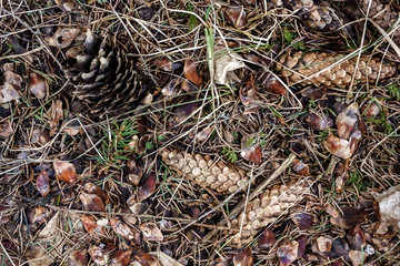 Natural forest ground