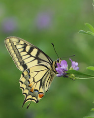 Machaon en butinage!