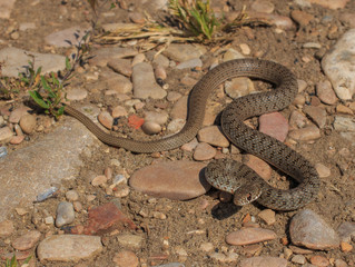 Snake (Dolichophis caspius)