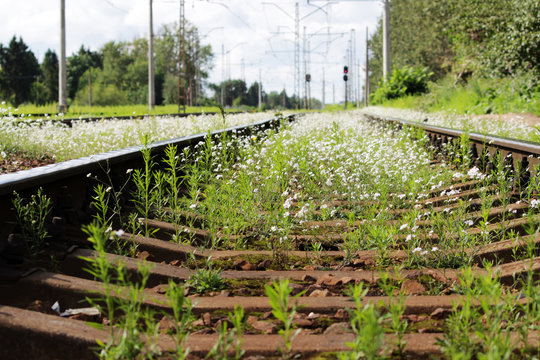 Railway and white flowers of a shepherd's bag Capsella