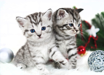 Two kitten thoroughbred in christmas. Scottish, British kittens are striped
