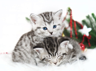 Obraz premium Two kittens lie under the Christmas tree.