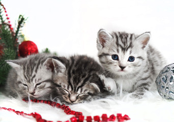 Kittens lie under the Christmas tree. 3 kittens are sleeping. in anticipation of the holiday