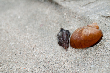 shell
