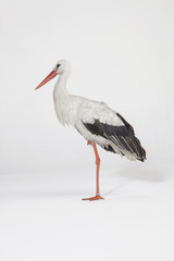 White Stork on a white background on one leg