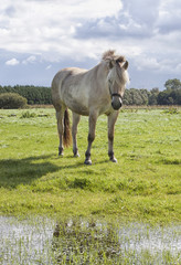 White poney in the field