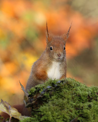 Le bokeh Automnale et l'écureuil.