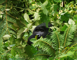 Gorilla behind in a bush