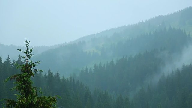 Heavy rain in mountain area. Beautiful coniferous green trees and thick mist slowly moving among trees. Scenic green landscape background. Real time full hd video footage.