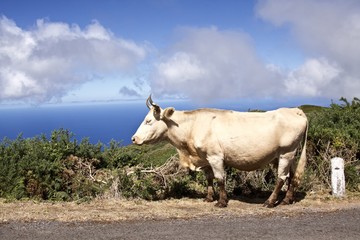 Święta krowa  © Patryk